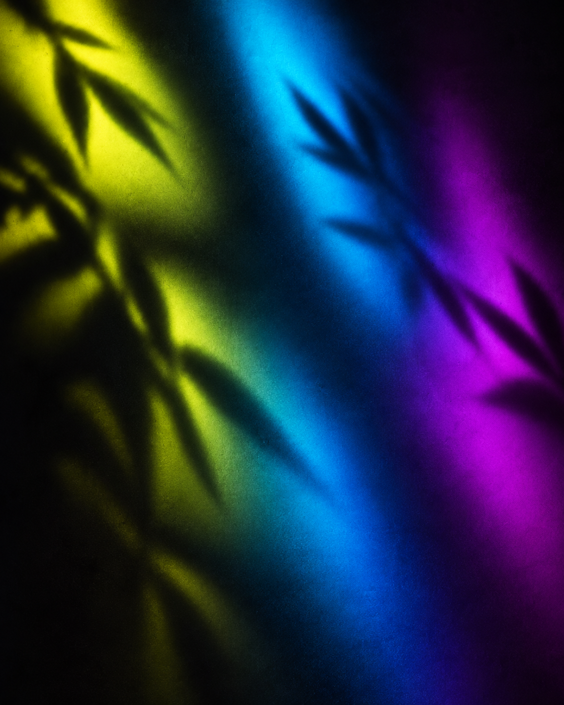 Leaf shadows in lime, cyan and purple light