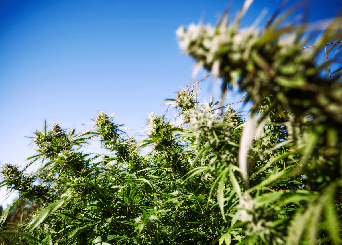 Sunlit cannabis canopy grown outdoors